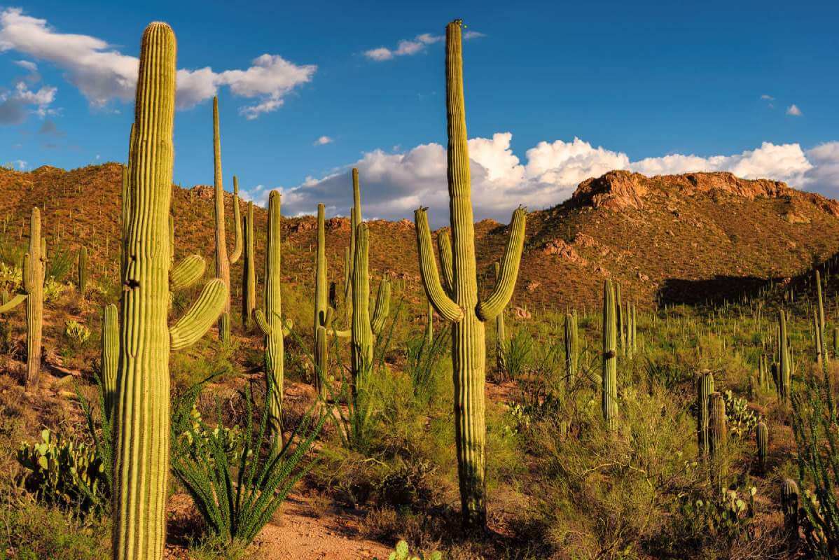 A field of tall cactus in the desert.