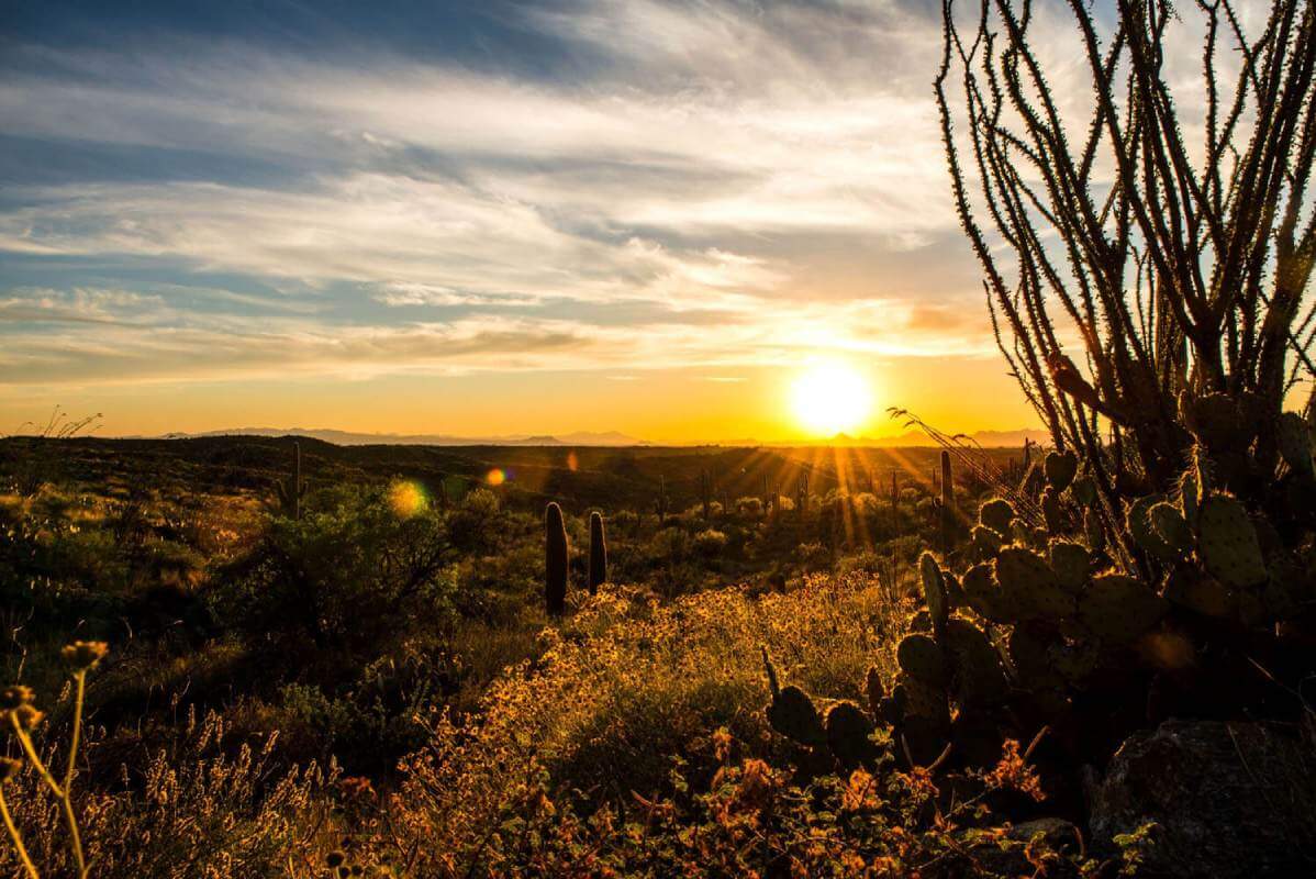 A sunset over the desert with cactus in foreground.